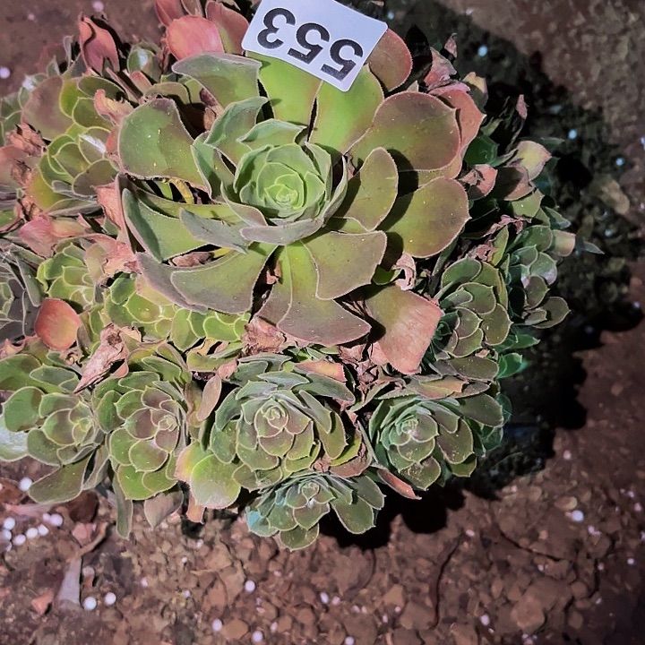 553香妃多肉植物不售后