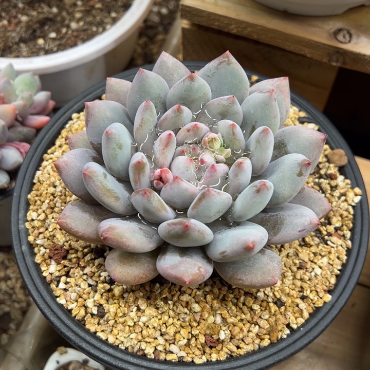 半夏 单头 夏鸣园艺