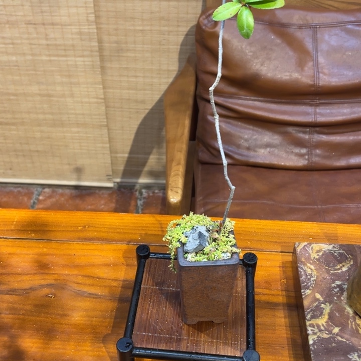 用***1无花朵春花盆景园58585