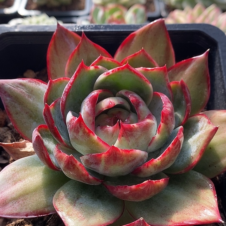 惊鸿仙子多肉植物