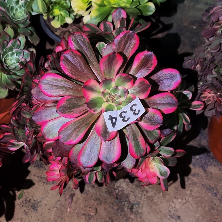 334烟花多肉植物