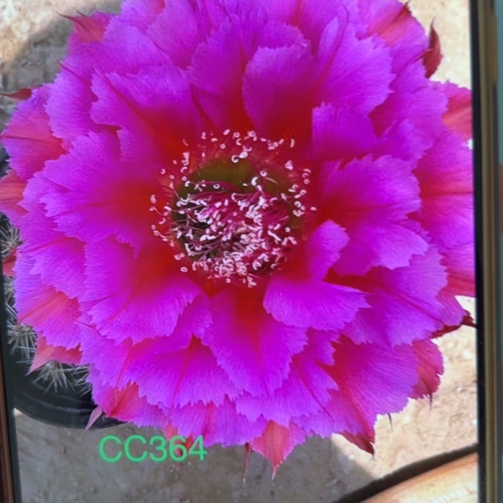 无花朵仙人球侧芽歪cc364