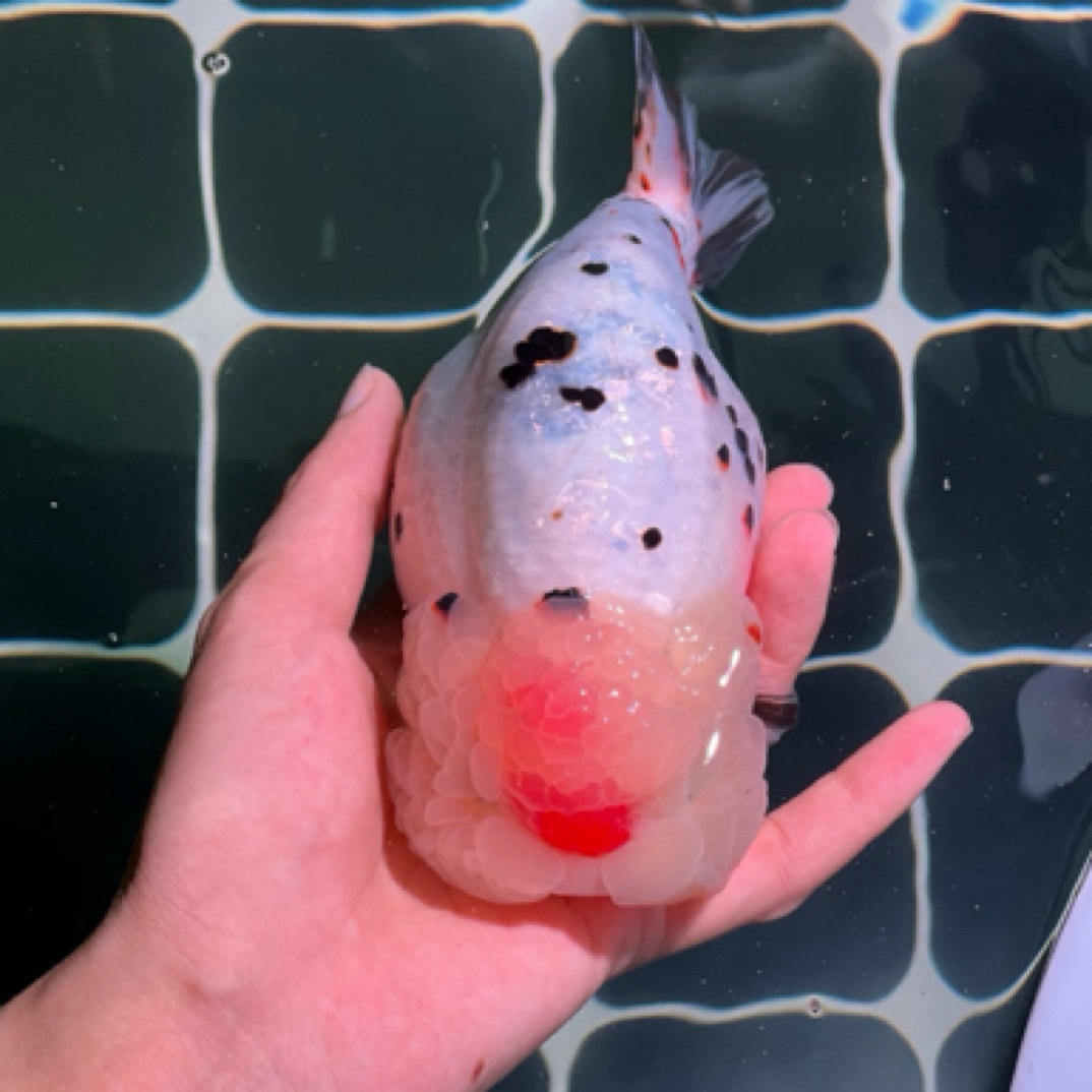 30～600金鱼 观赏鱼 奶牛 奶花 麒麟 水墨（直播间链接 空拍无效）