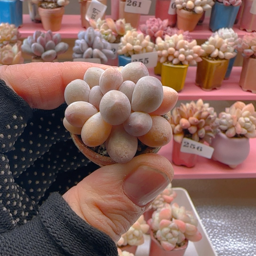 汤圆奶201 ，满38包邮非偏远。包邮非偏远。