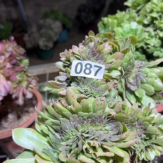 飘***痕多肉植物体一个万追087