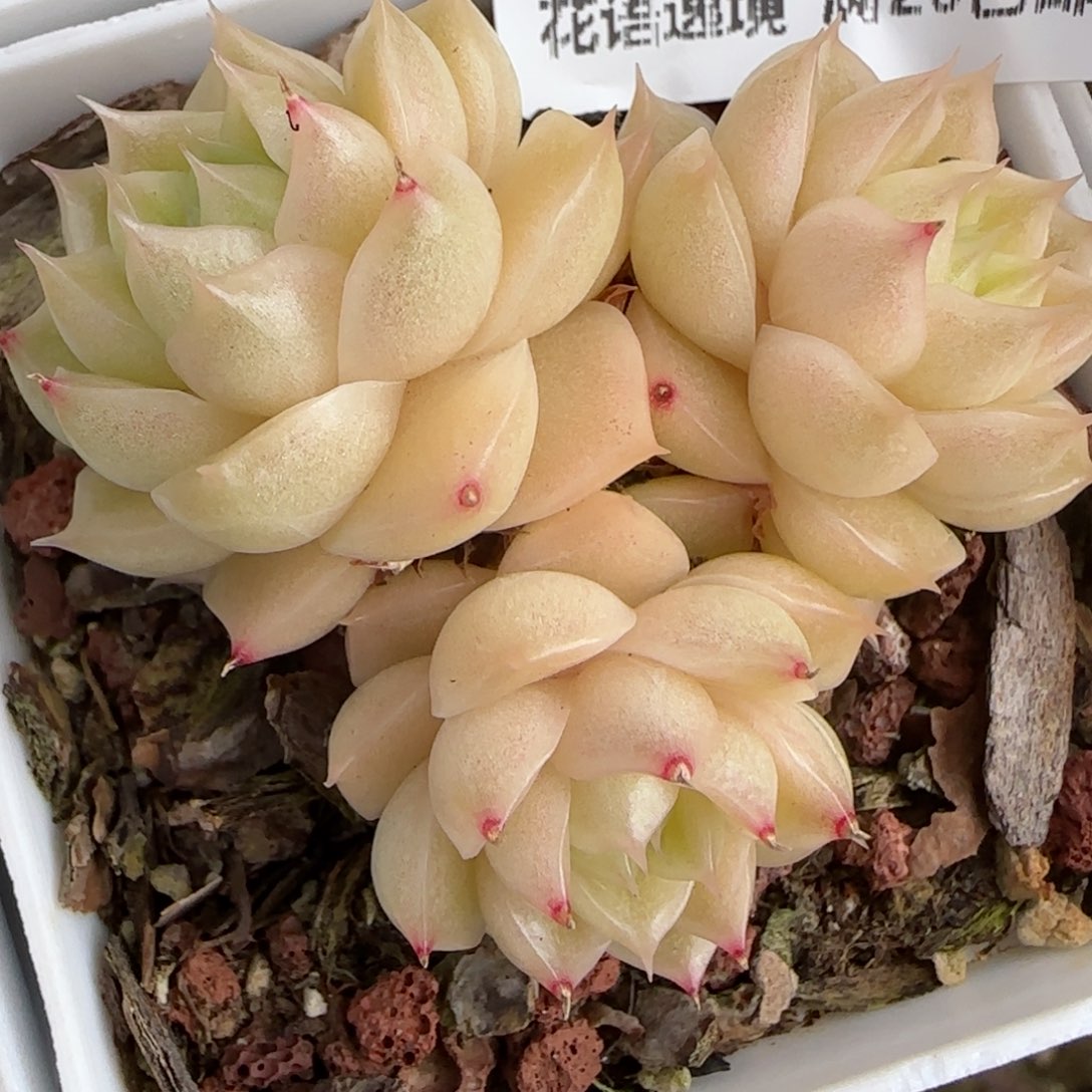 花语逸镜0130-519