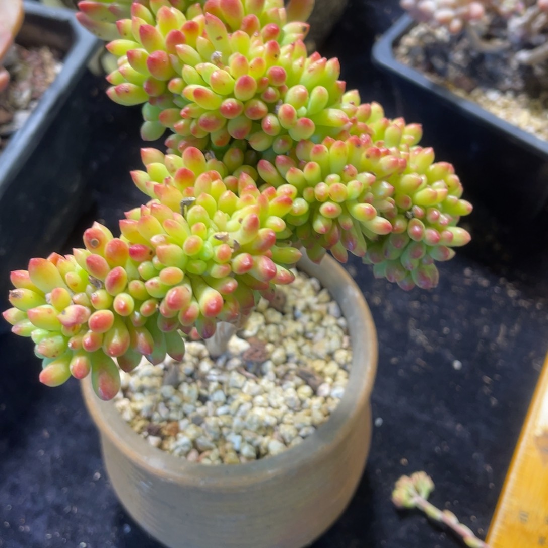 424春萌缀多肉植物