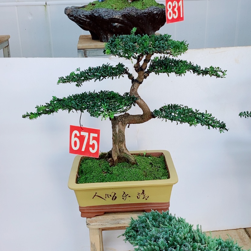 【闪购商品】罗汉松