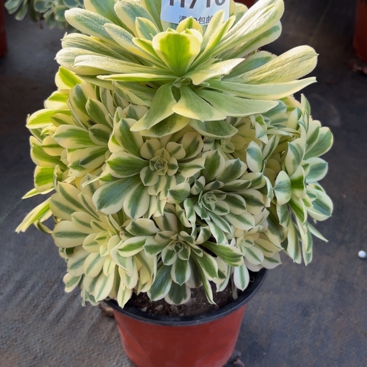 瑞妈，，。。。。710迈，