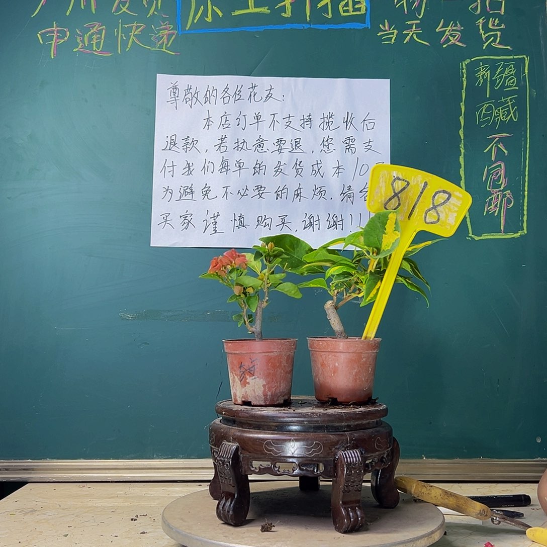 当前无花栽培后可以开花甜西瓜掌中宝 金心双色掌中宝 818