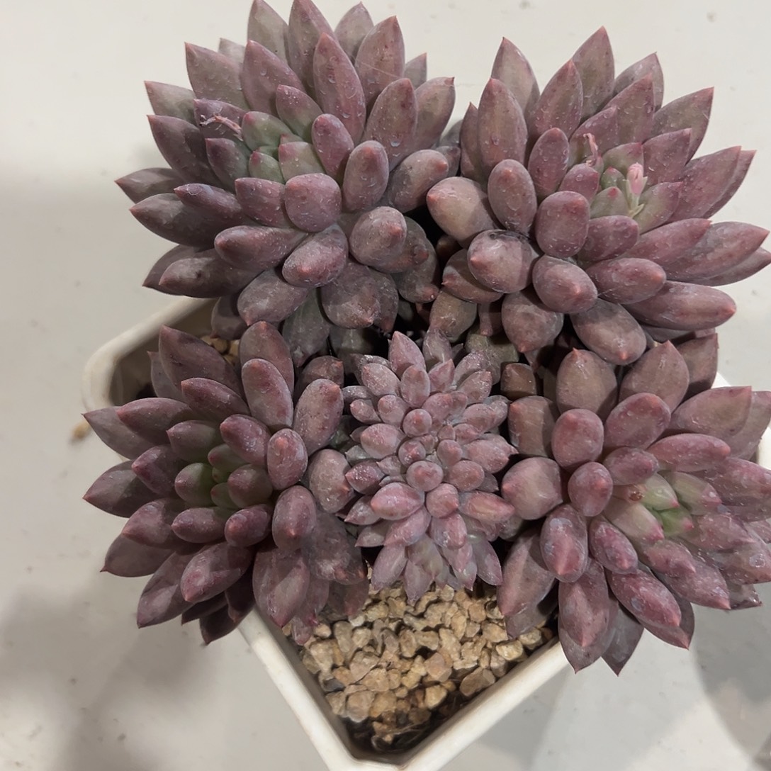 多肉植物 脱土发货