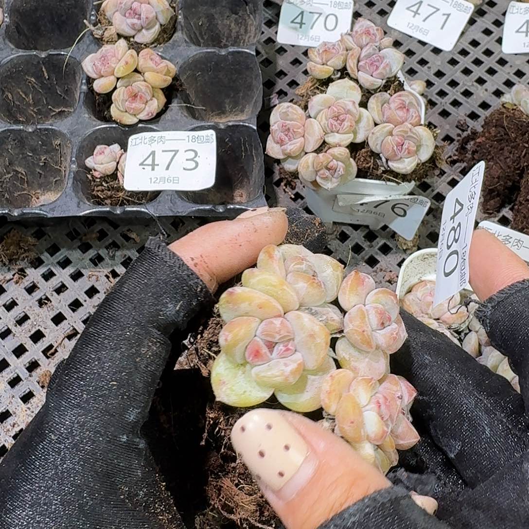 细***雨480 号到手1粒颗江北多肉