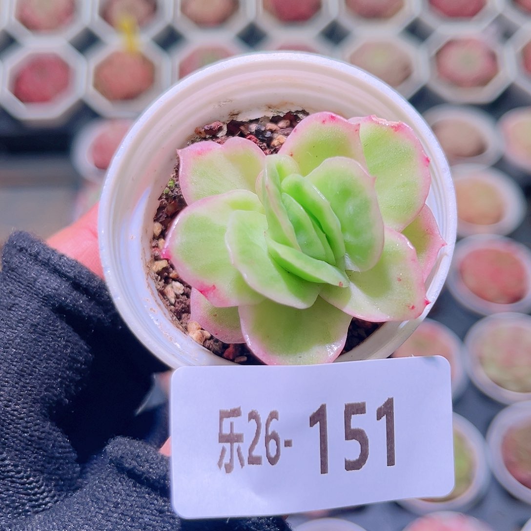 乐然26-151 冰玫瑰 