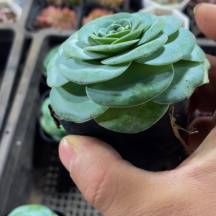 单头叶罗带盆土发