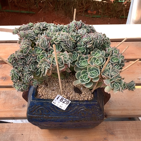 诺****星娜塔缀化829  亏本处理退款拉黑需延迟发货