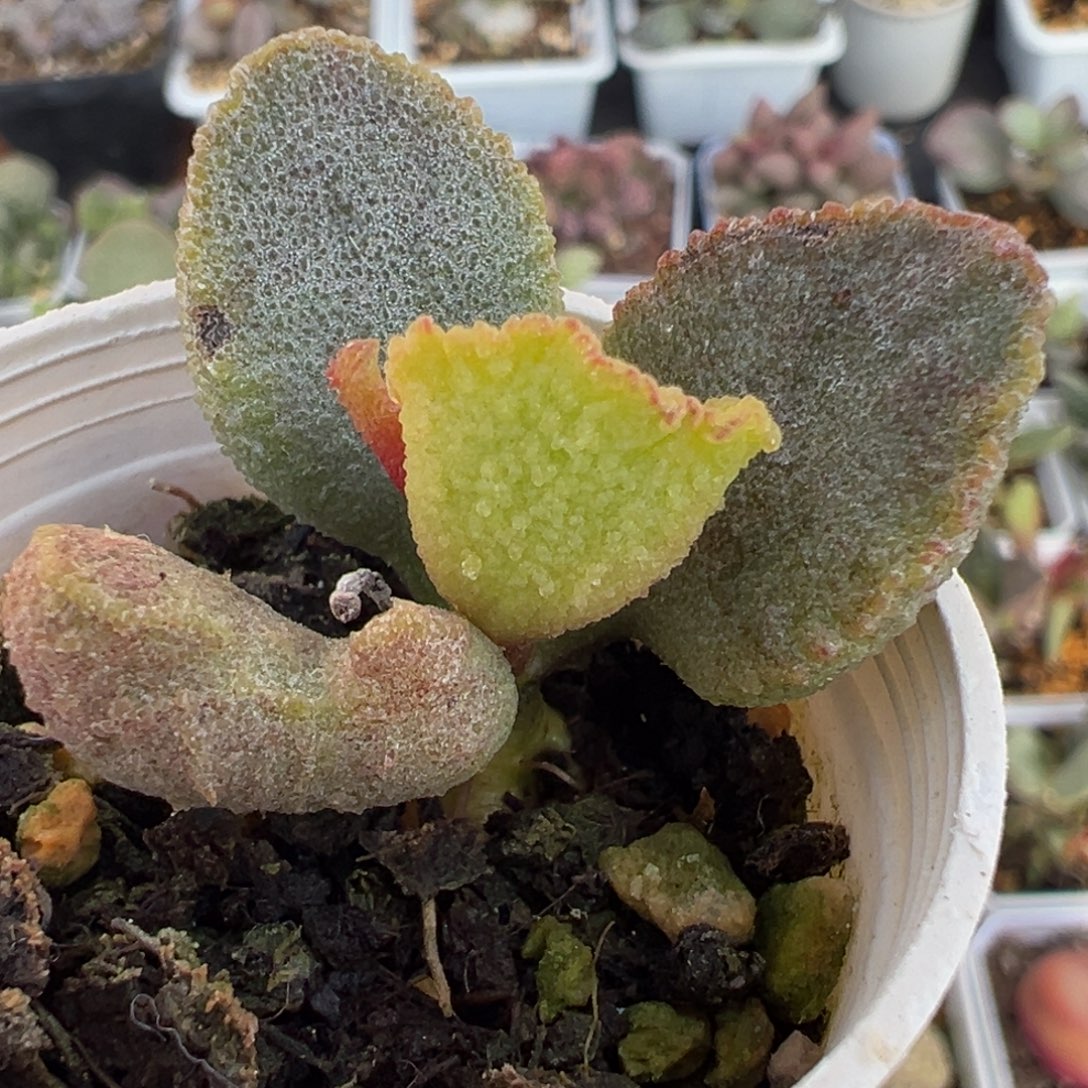 小贝壳多肉植物水泡多肉植物