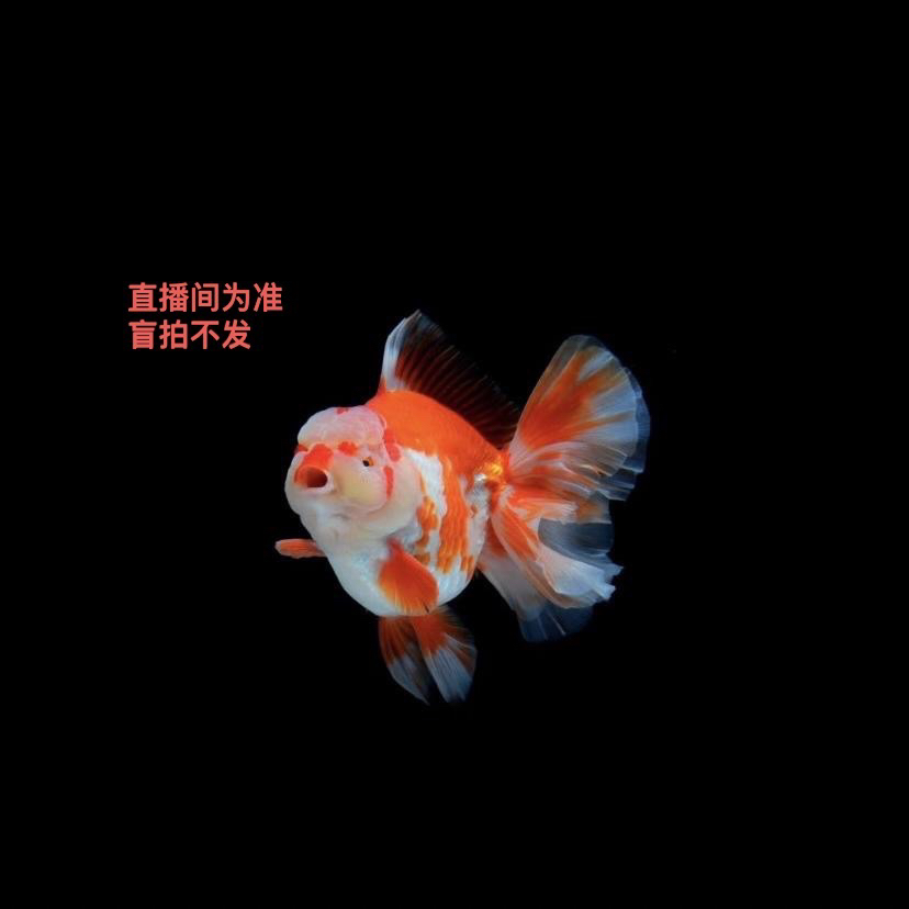 亚成泰狮一物一拍L