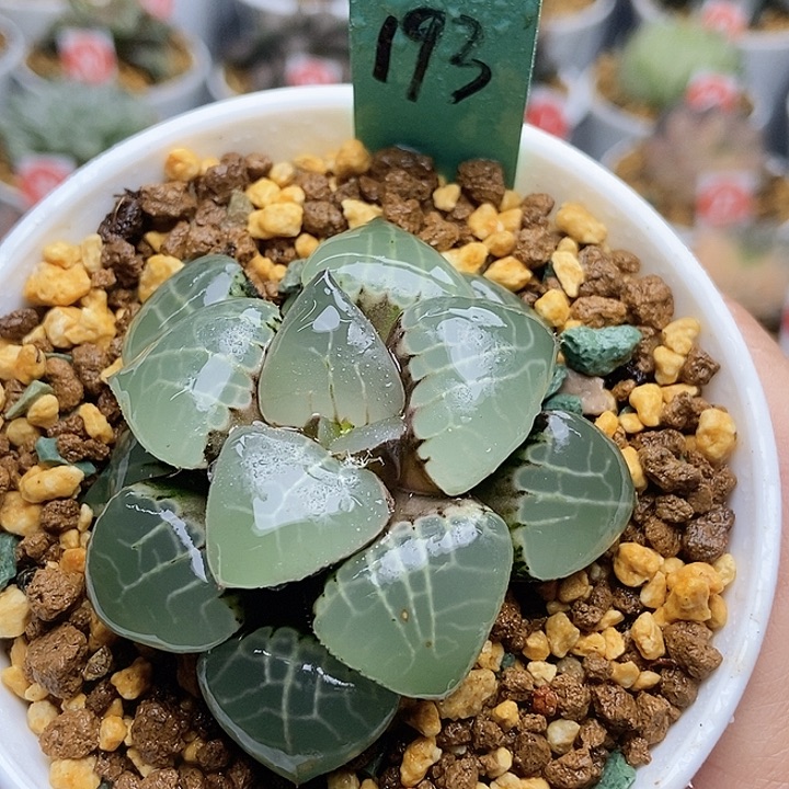 193月光女神11111111