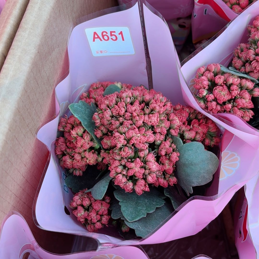 651芙蓉王长寿花一颗