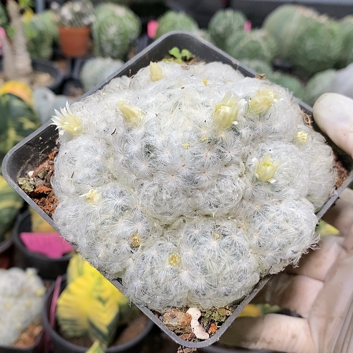 花花草草花花草草