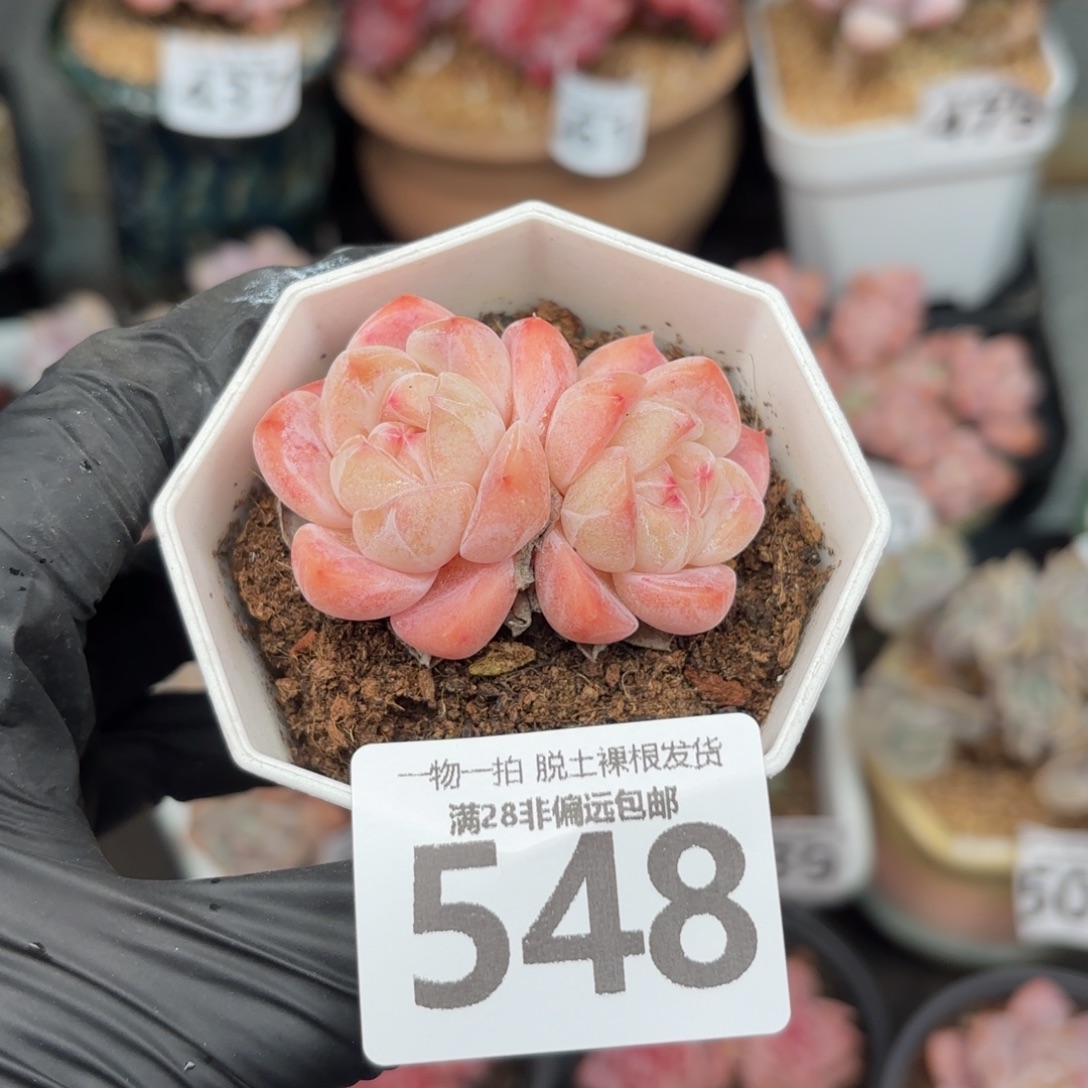 和田玉双头无盆土发货