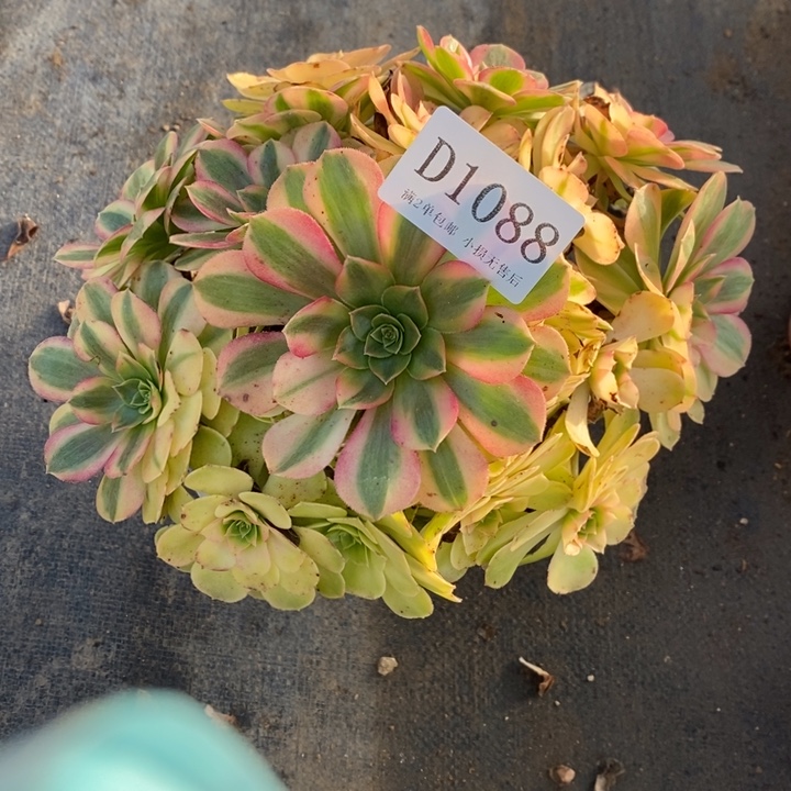 1088雨荷多肉叶片有瑕疵处理