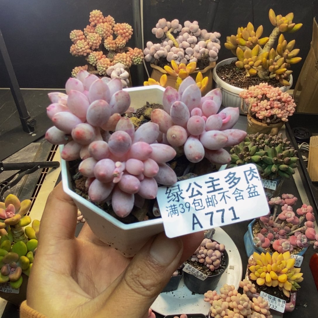 771婴儿手指多肉5c m