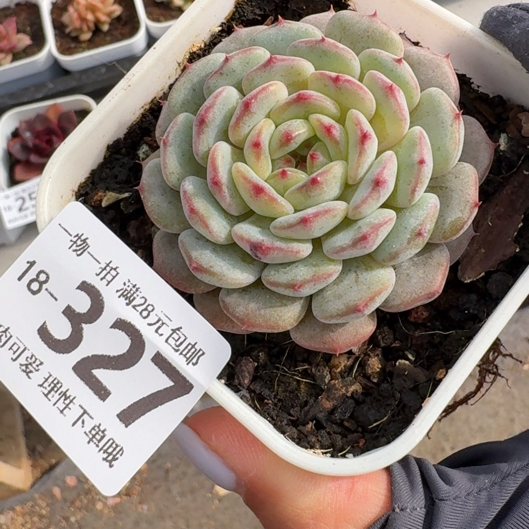 白胖子无盆土发货无