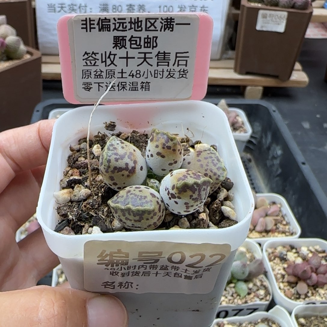 027丸叶海报多肉