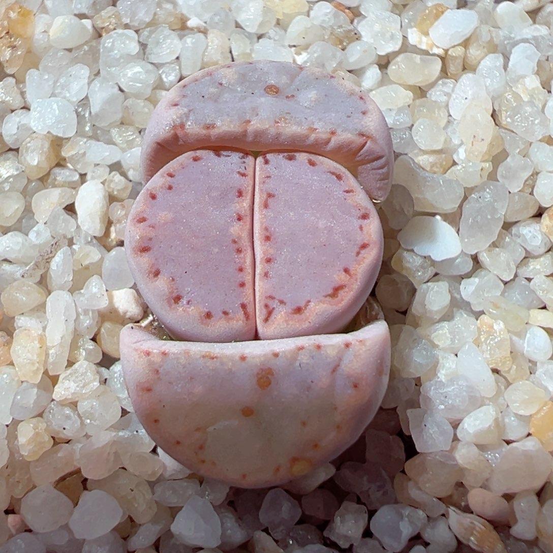 219-455多肉粉饼干