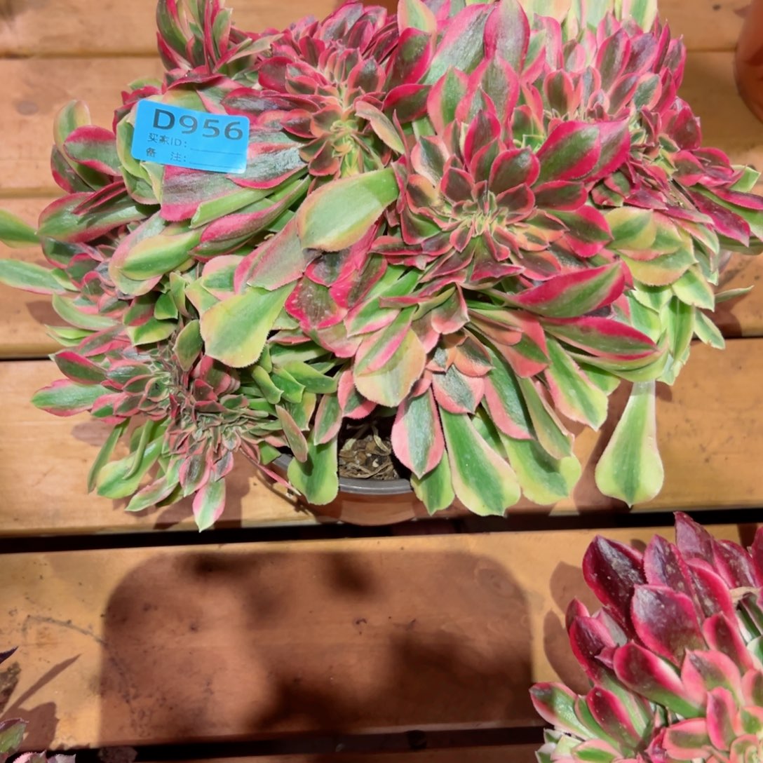 956 号多肉法师植物新年福利