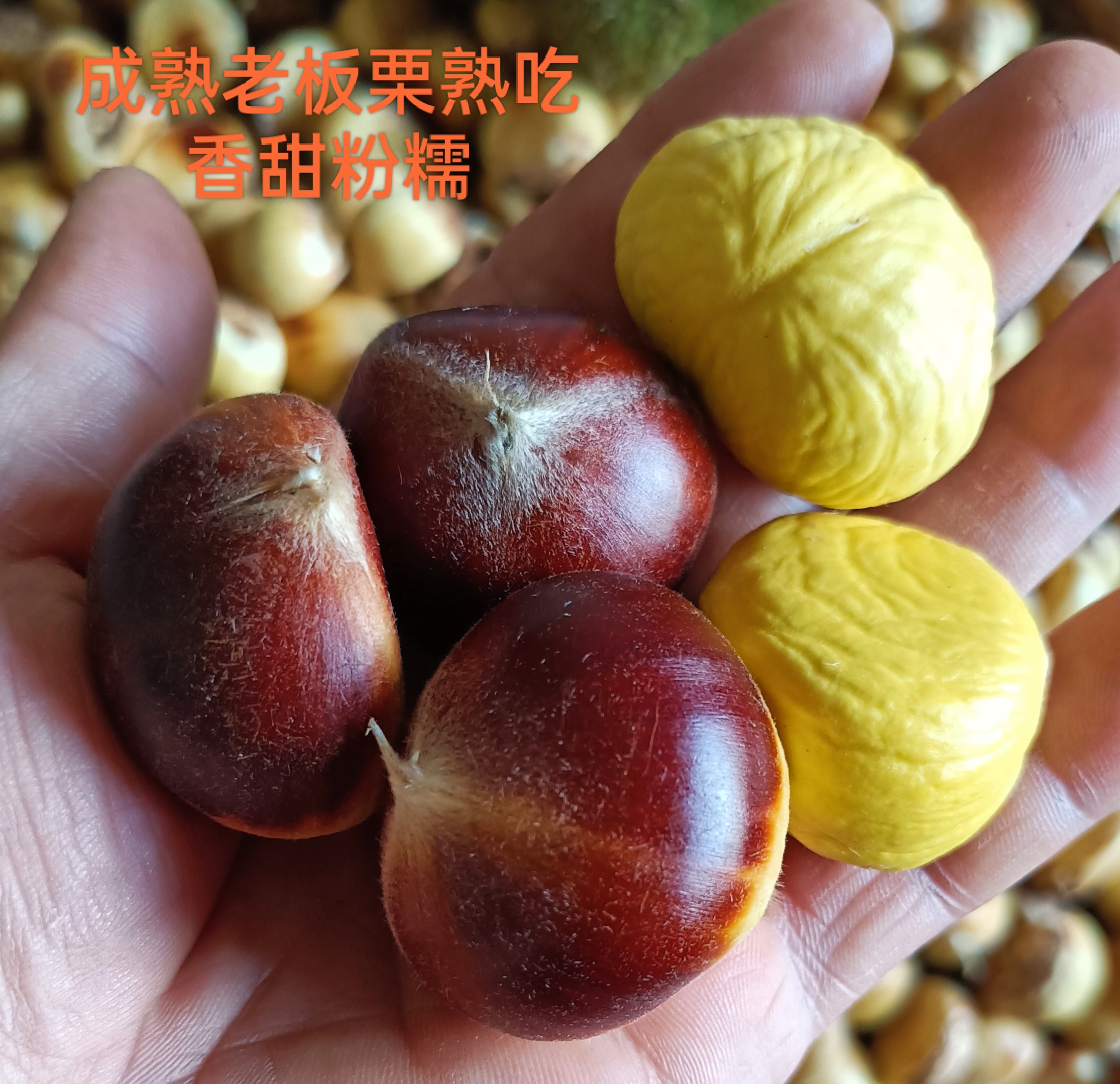 （粒粒饱满生板栗）2025年新鲜花壳生板栗毛栗子毛栗子零食坚果即食