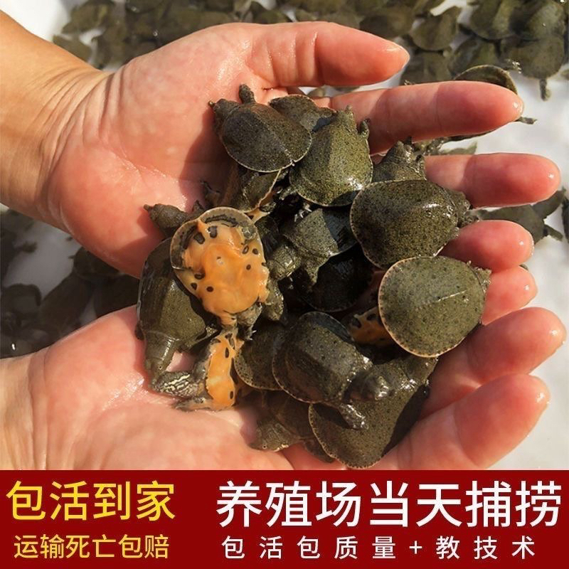 【3到10克黑花甲鱼苗】鱼塘水库稻田水鱼团鱼生态养殖场优质