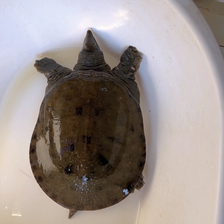 中国大陆视频开箱验货 死了包赔福利鱼不退换