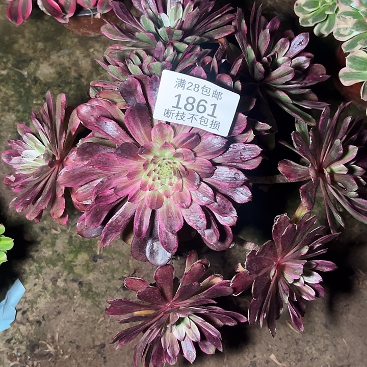 1861水彩画多肉植物