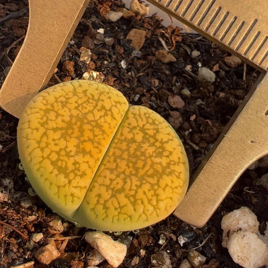 母本黄金日伦多肉植物百科