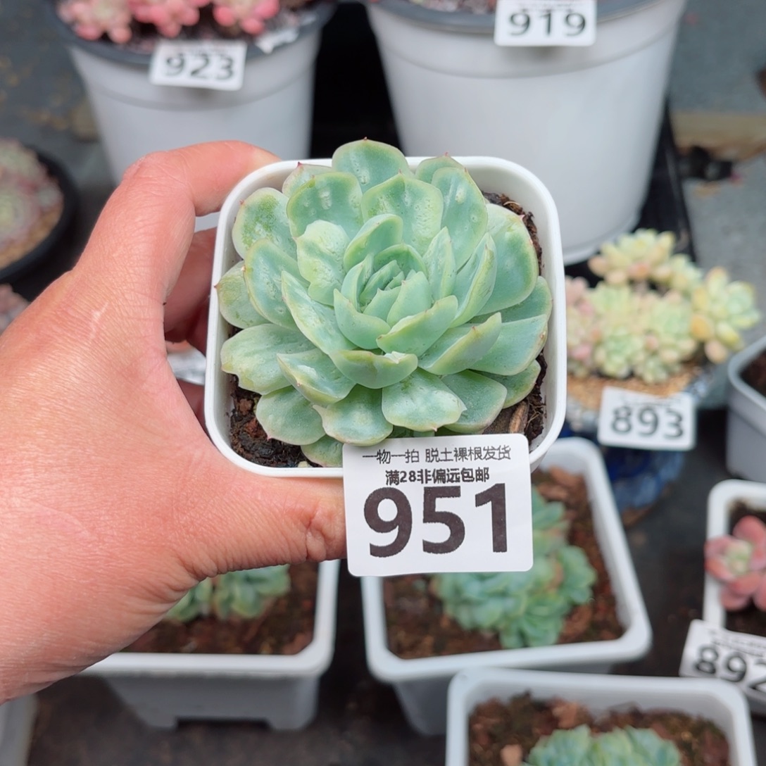 大***圆泡泡纱裙无盆土发货