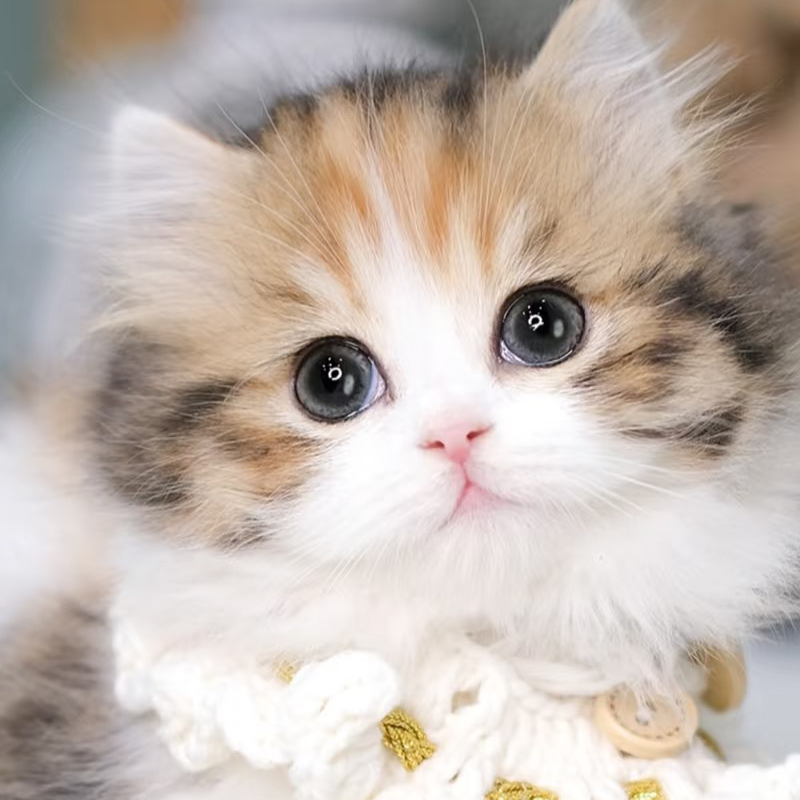 【喵小宅】 可爱宠物猫 萌猫幼稚园