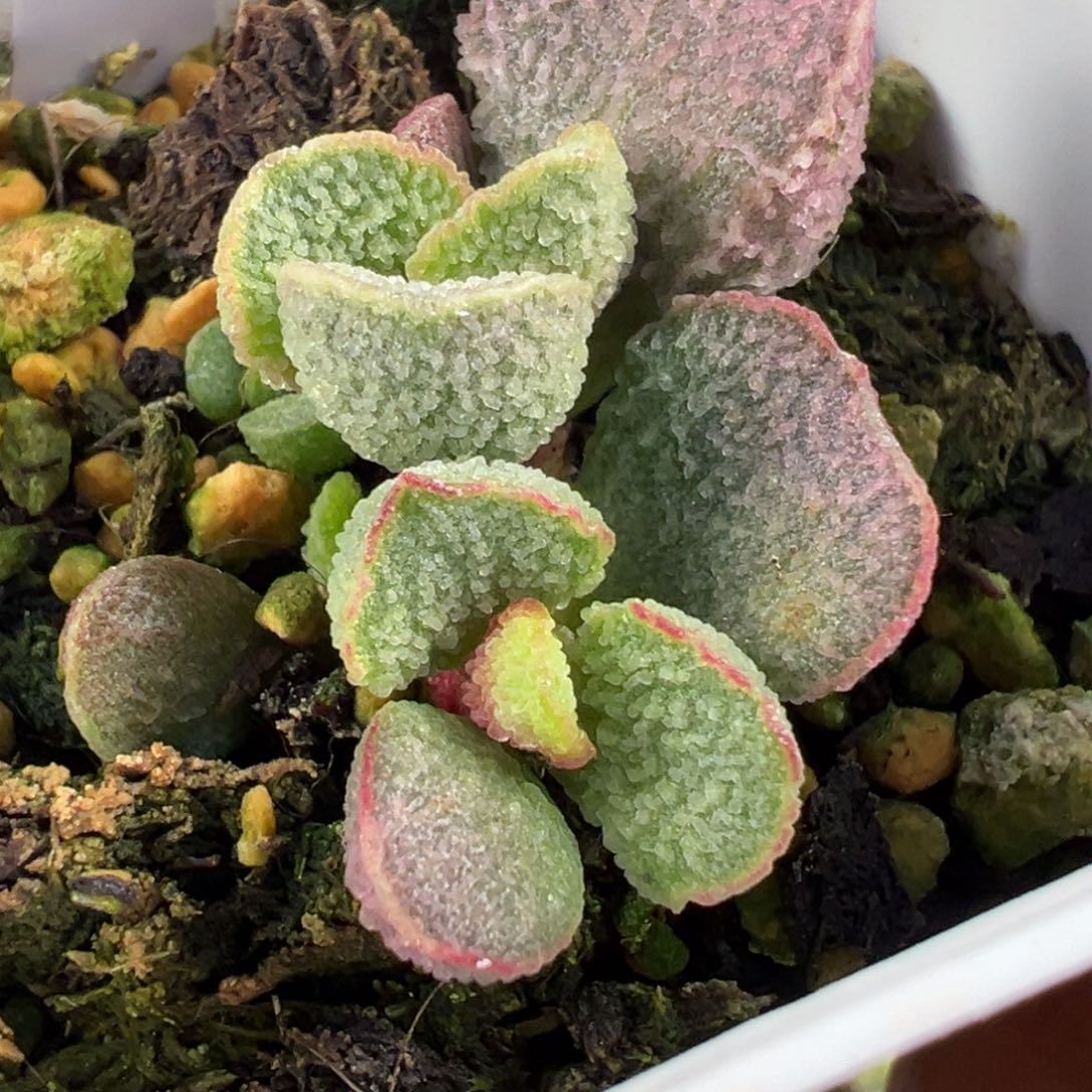 神***际神级多肉植物水泡
