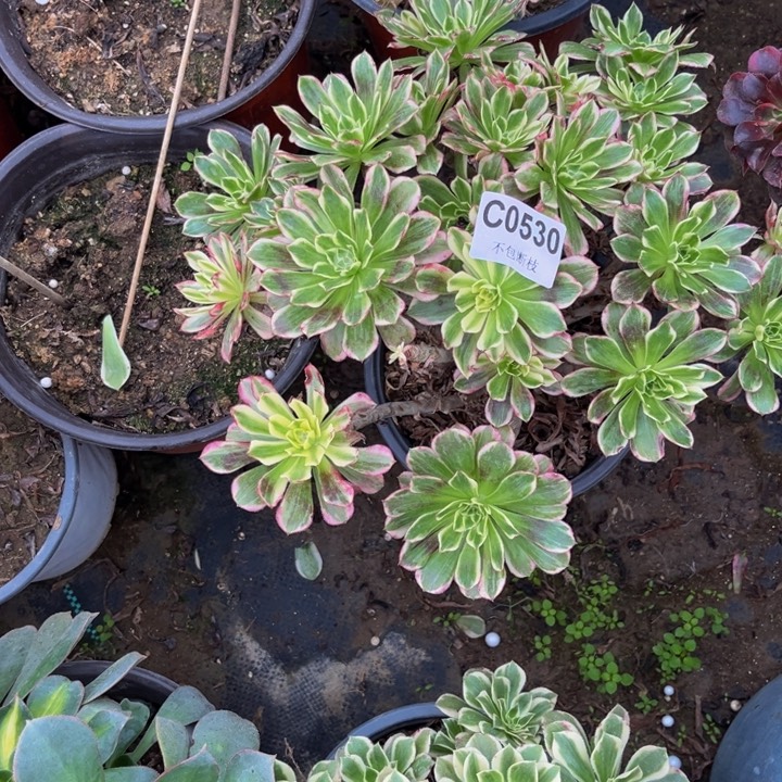 530天河多肉法师不包断枝