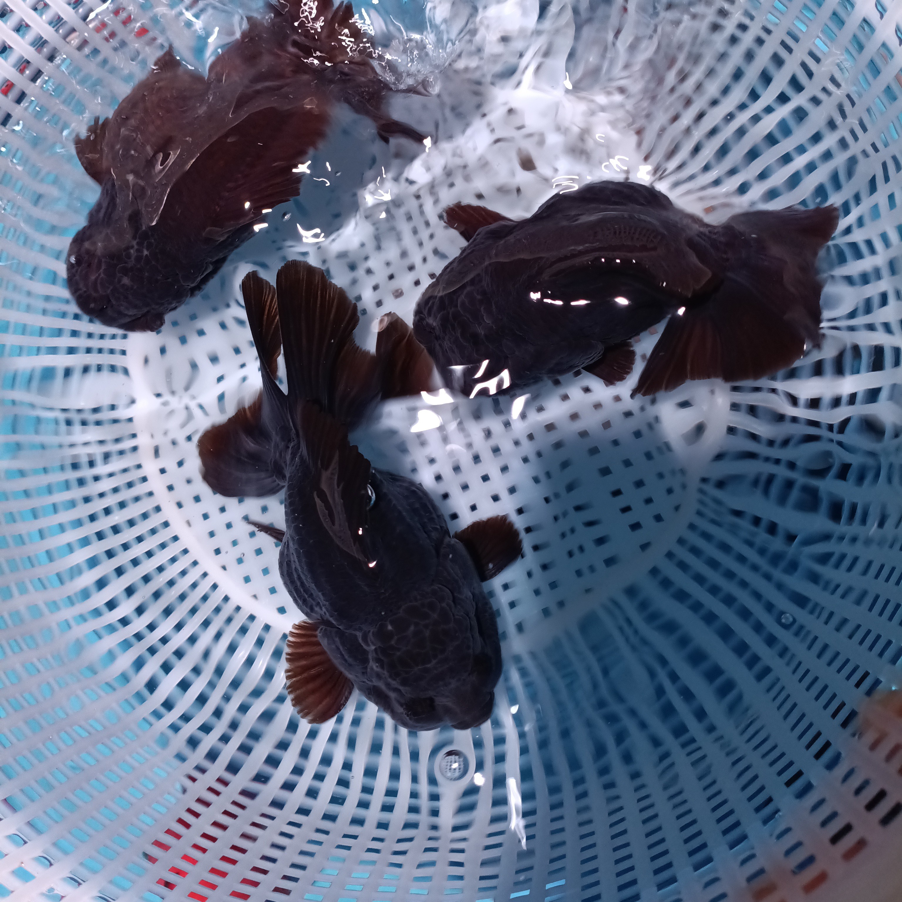 玛丽泰狮娃娃脸青皮正品泰狮金鱼黑白三色进口玛丽泰狮
