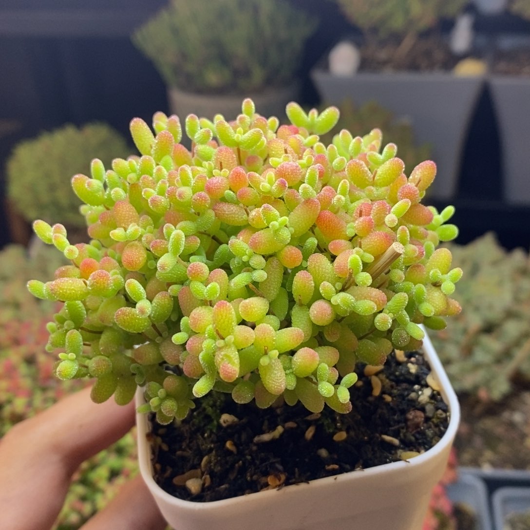 173号蜜橘糖球枝干多肉