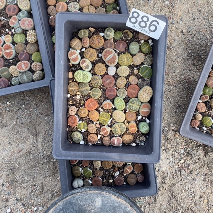 香***生石花等植物的生长发育886