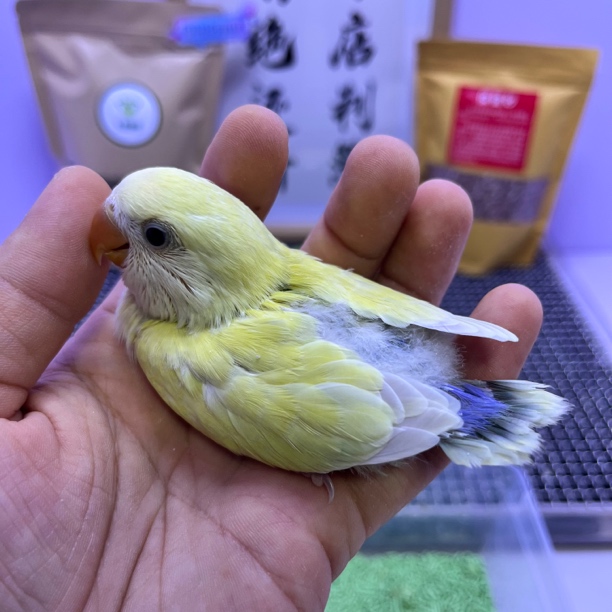 精品金顶白面苹果绿澳桂母L35539-桃面鹦鹉