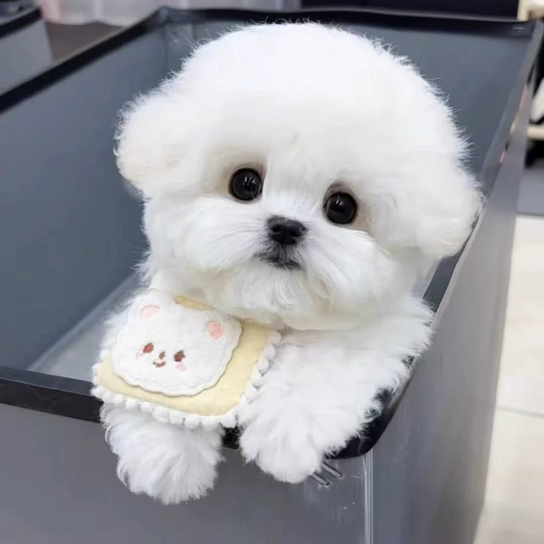 狗狗活体混血狗狗直播间挑选比熊泰迪马尔泰泰迪熊西施约克夏混血