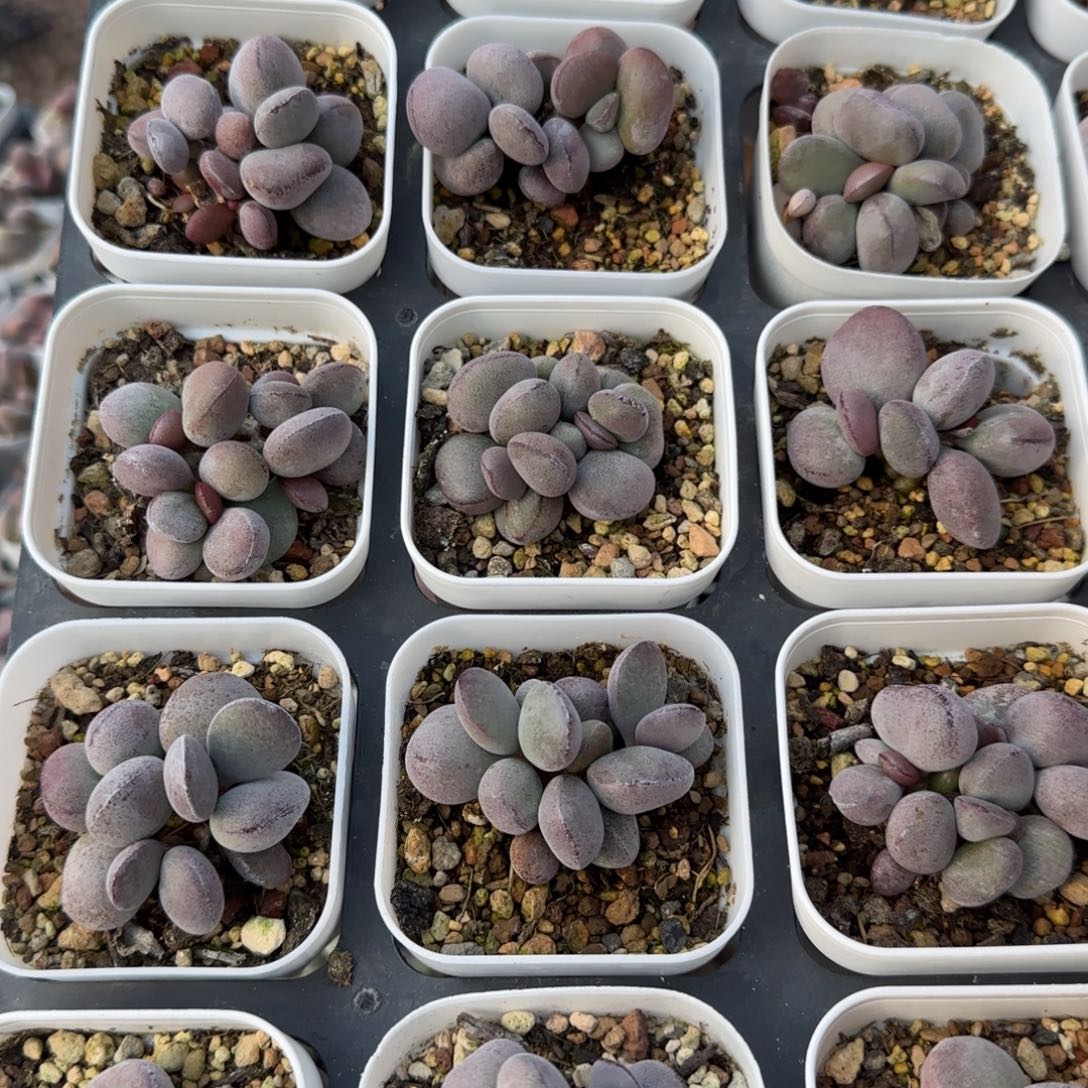 单颗球球紫蛋量拍链接