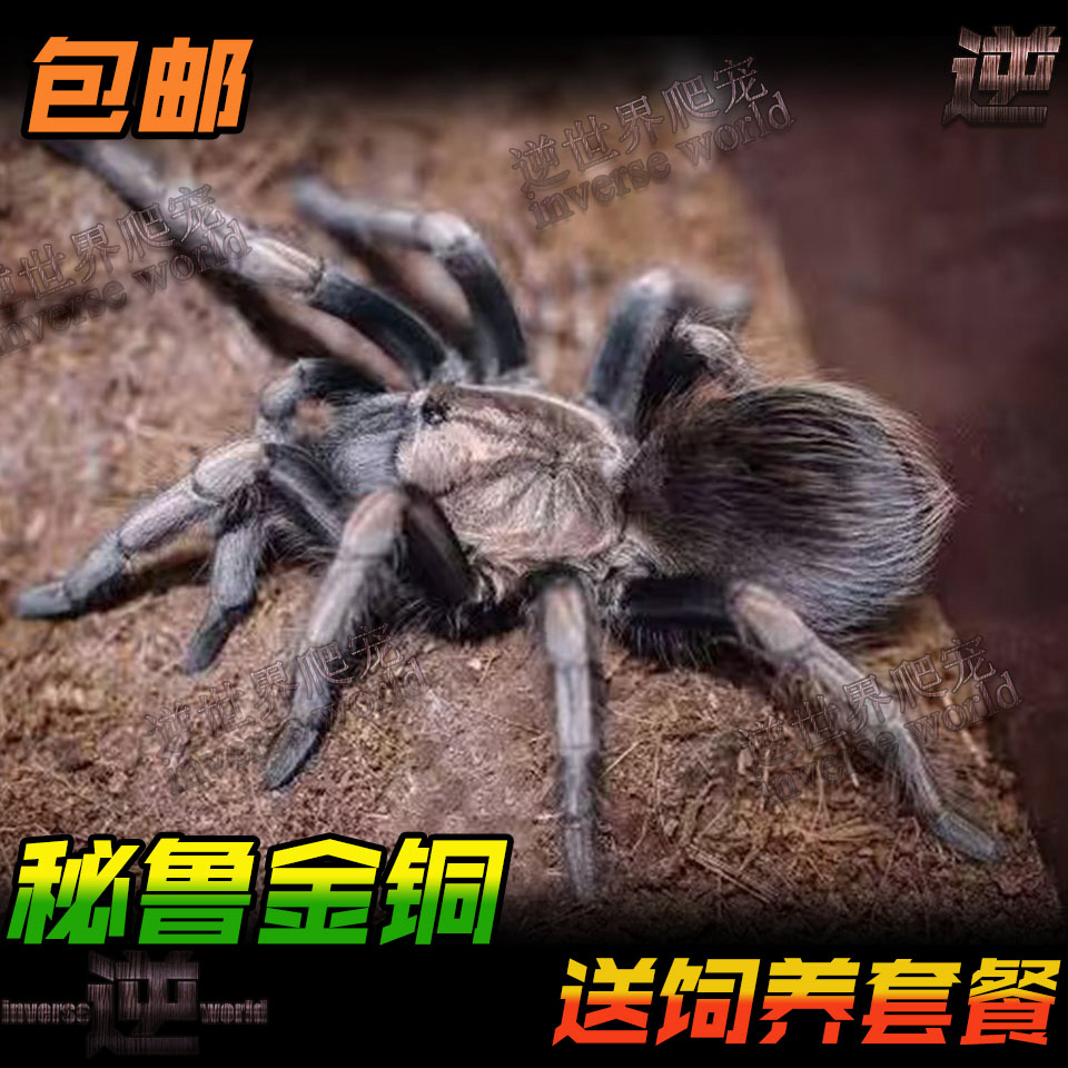 秘鲁金铜 宠物蜘蛛活体温顺好养大型蜘蛛高端品种