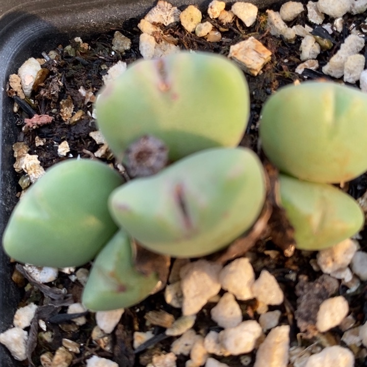 17110一组四盒一组