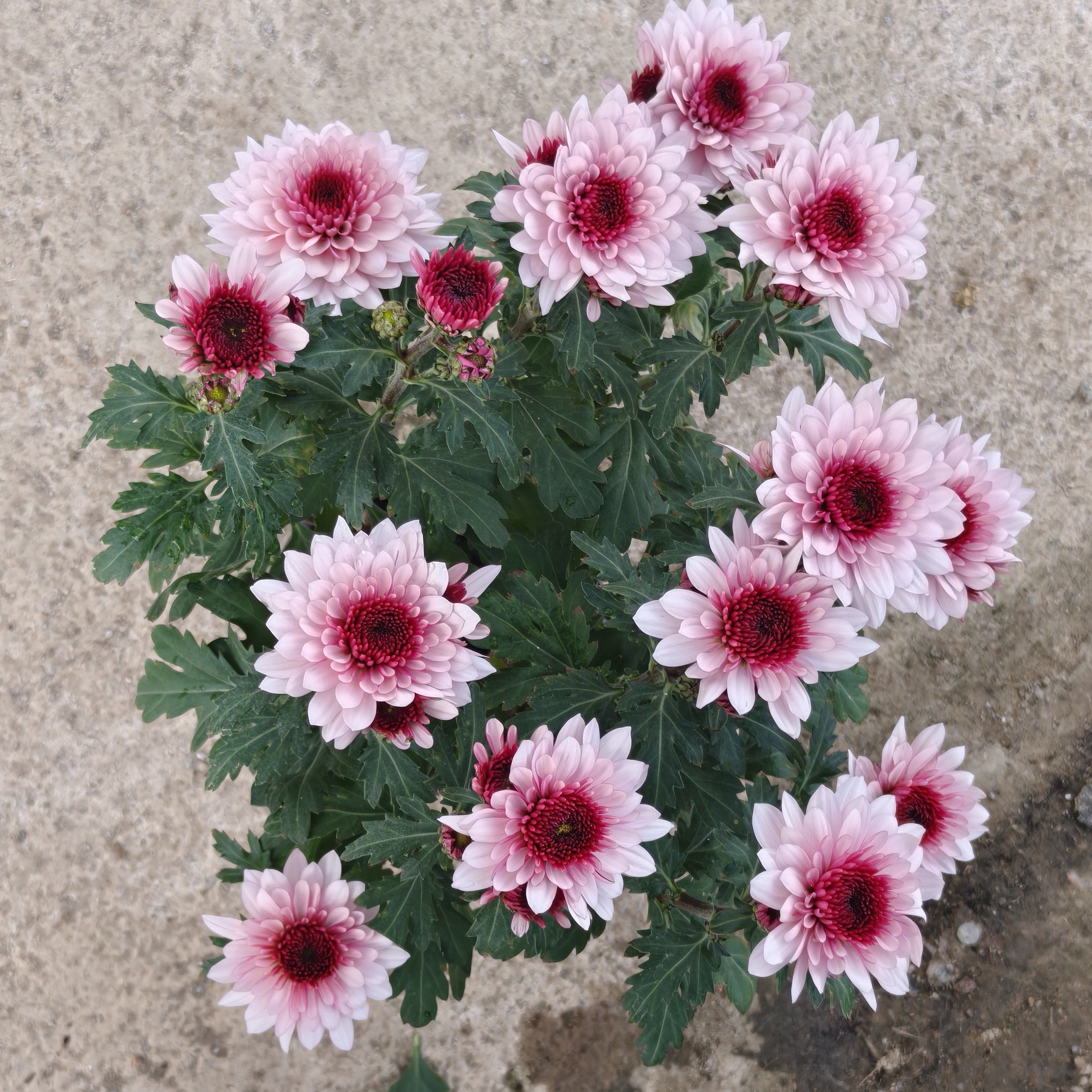 波多利小雏菊(颜值高 花期长 好养)庭院阳台开花植物