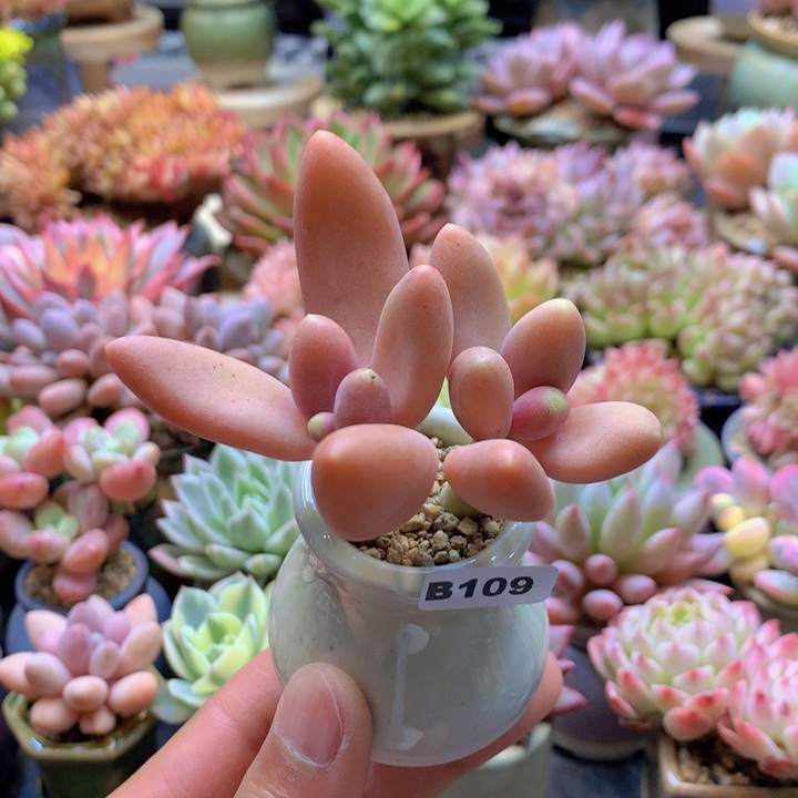 一物一拍含盆土满38包邮B109